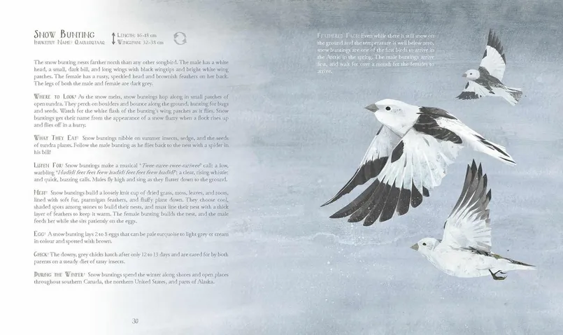 A Children's Guide to Arctic Birds (PB)